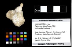 Foto (Objekt + Etiketten) von Oxythyreus gibbus (Reuss, 1858) 
